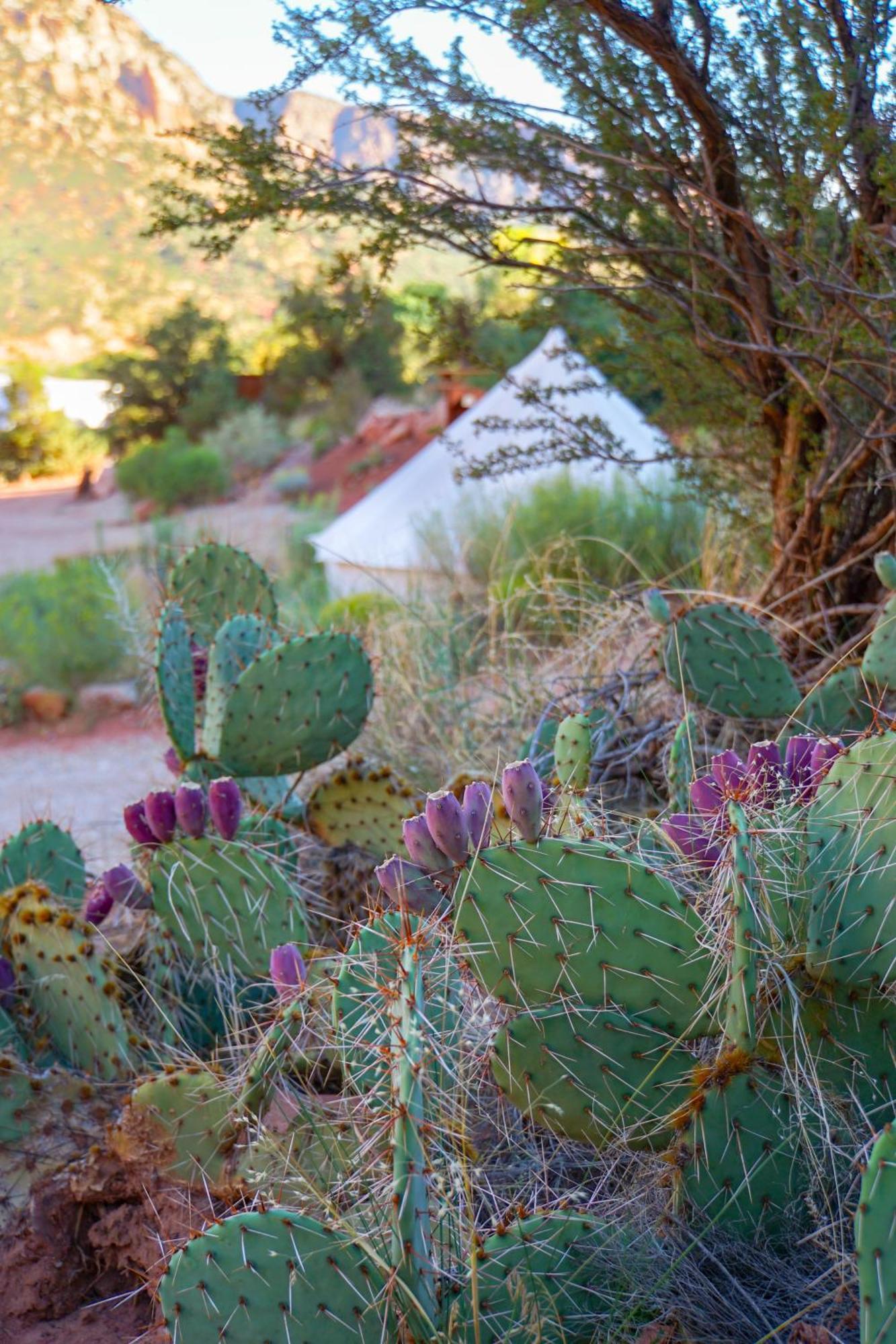 Hotel Zion Glamping Adventures Hildale Exteriér fotografie